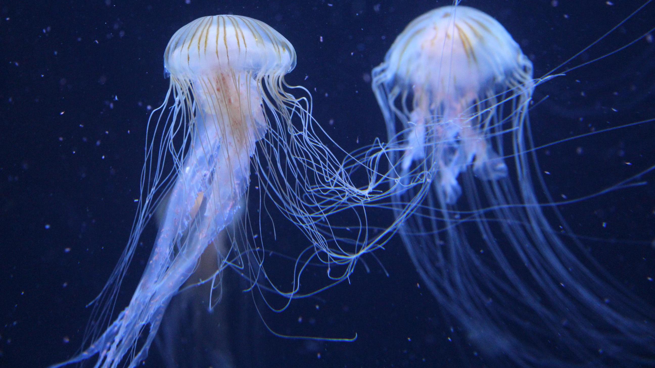 |最容易受领导提拔的是这4类人，跟着他们学，总没坏处