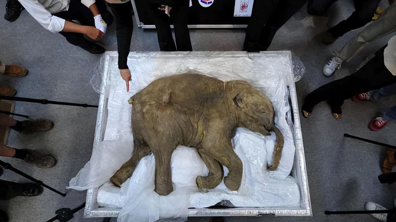 基因克隆工程，正在试图将四千年前灭绝的猛犸象复活