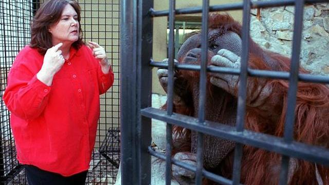 一只上过大学的猩猩，试图成为人类，但却被囚禁30年