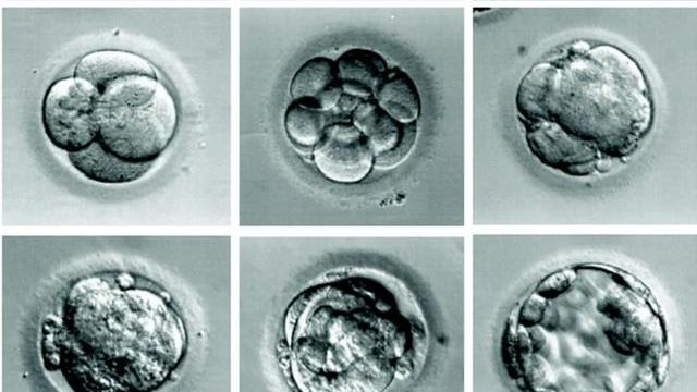 日本完成首批“人兽混合胚胎”实验，称在“造福人类”，可信吗？