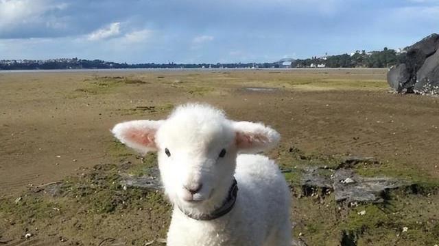 周鸿祎|投了几百万就剩几只羊，周鸿祎堪称投资界的欢乐喜剧人