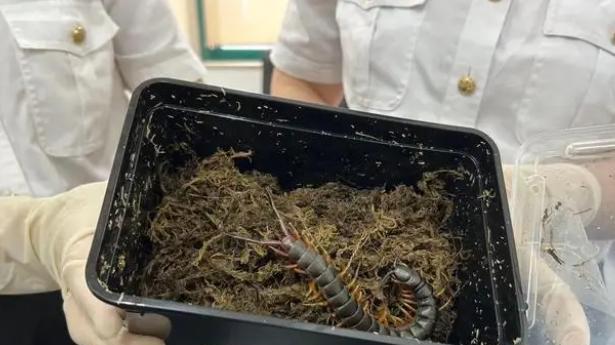 海口海关查获五条巨人蜈蚣，体长20厘米却还是幼体，它有多危险？