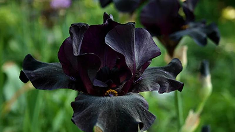 世界上有没有黑花植物？为什么？