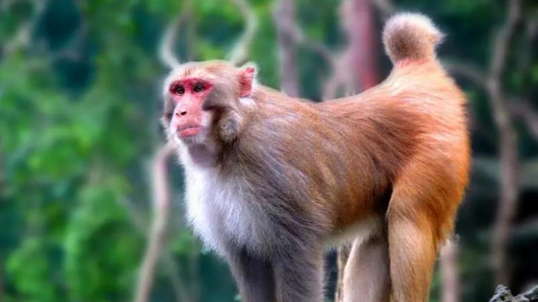 “猴王”更替后，刚“上位”的新猴王会如何对待老猴王的老婆孩子？