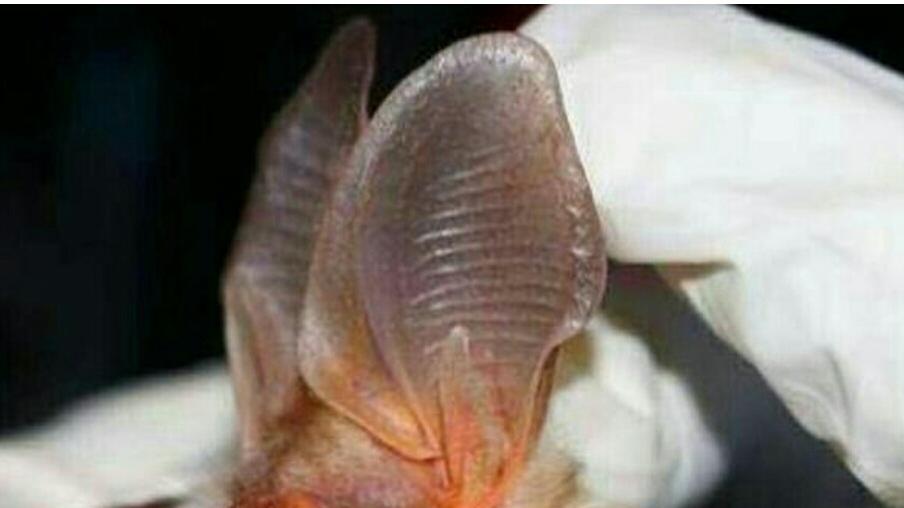 蝙蝠，这种又丑又小的动物，在哪儿还能见到？
