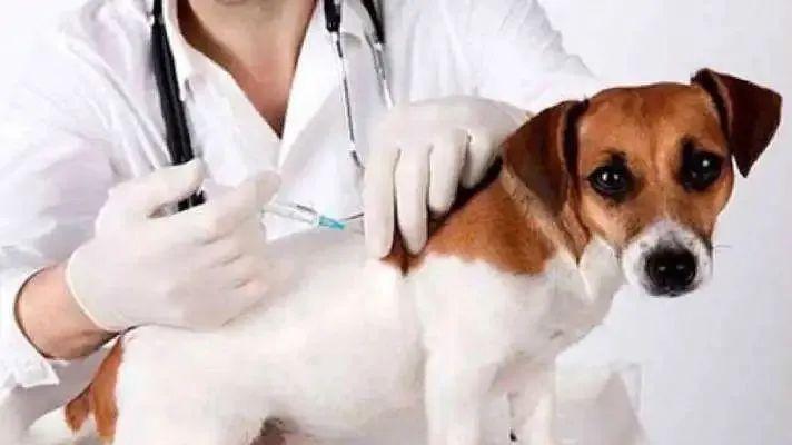 崇明区狂犬病免疫点一览→