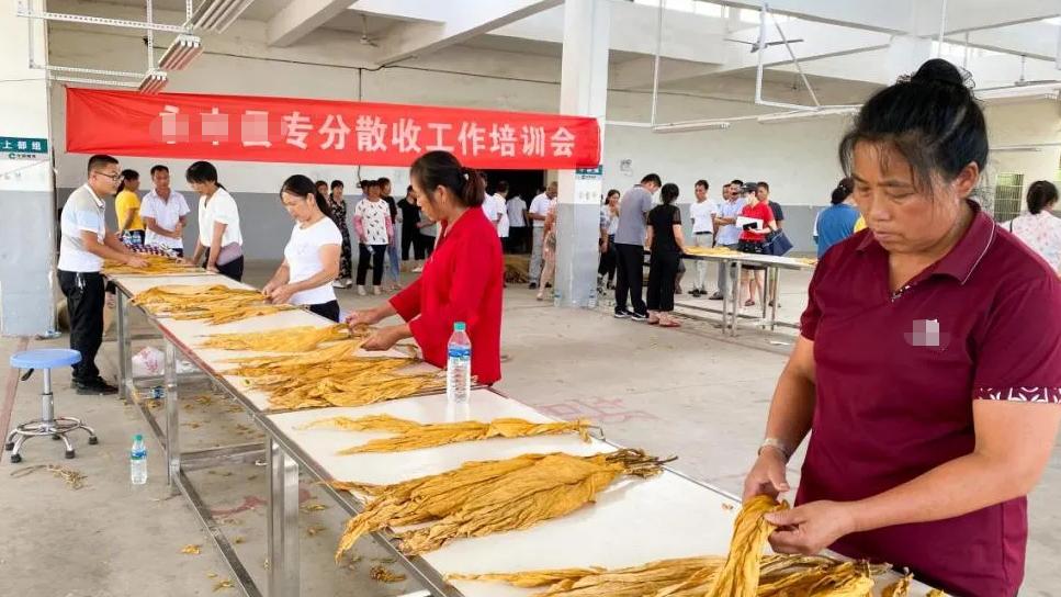 Google|年薪颇高的中国烟草，为何多数毕业生挤不进去？过来人道出实情