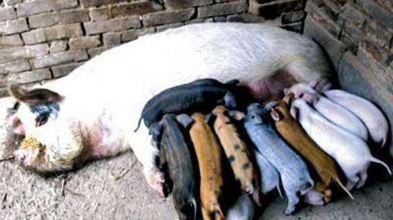 男子家无公猪，5头母猪都怀孕，是谁给母猪助孕？男子被邻里嘲笑 ！
