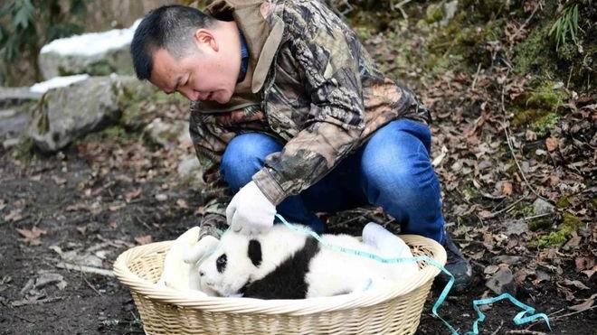 会产生生殖隔离吗？野生和圈养大熊猫难以通婚，时间长了会怎样？