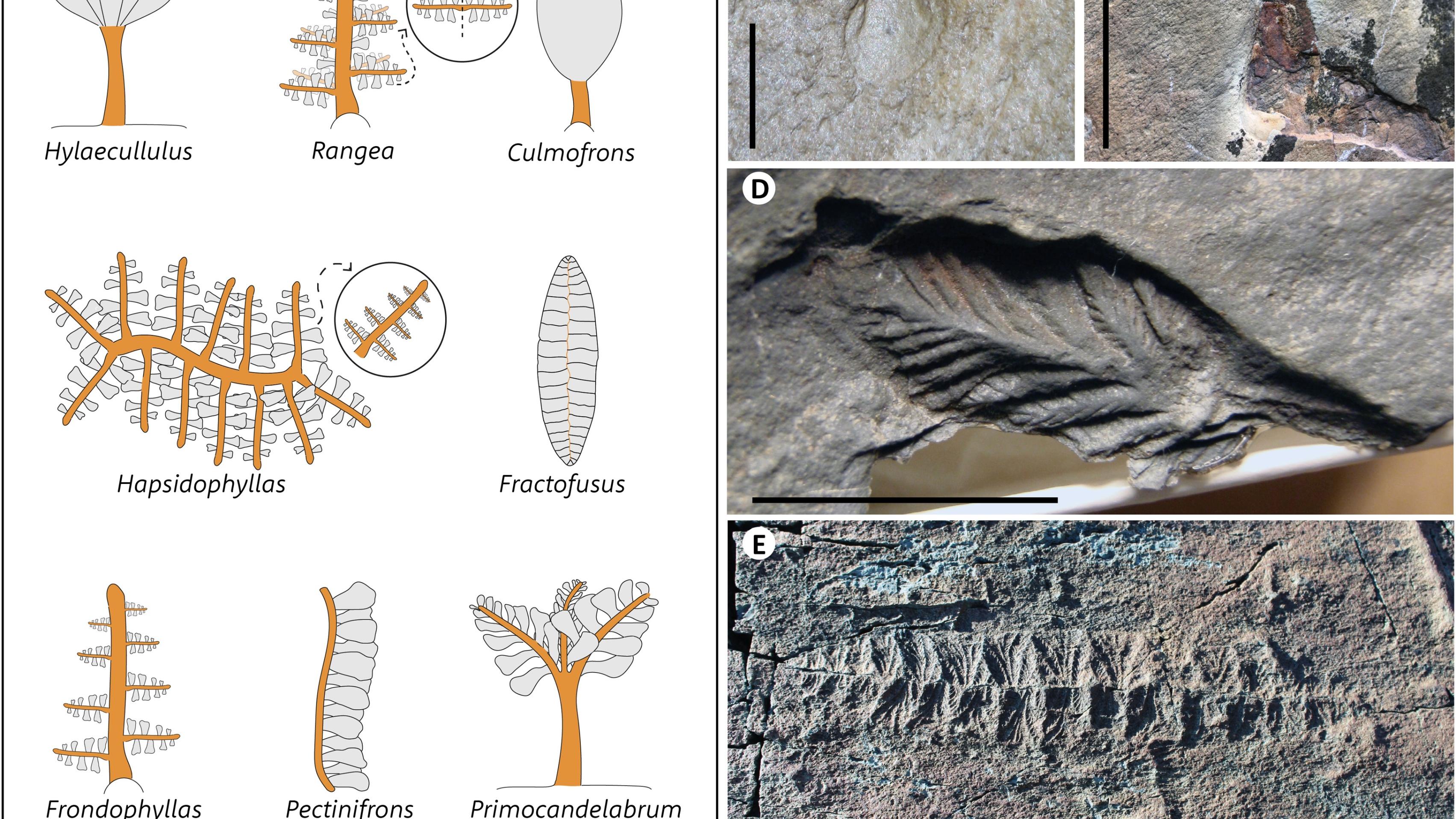 最早的动物捕食者化石被发现，距今5。6亿年，它究竟是什么生物？