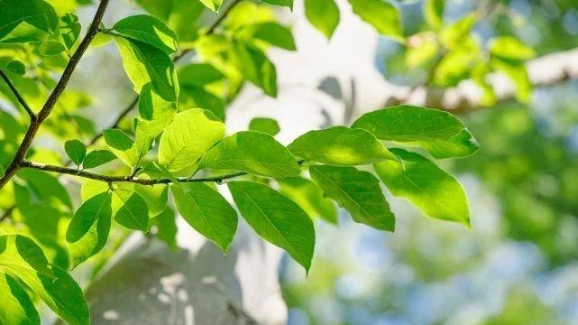 9月3日，看你的属相适合做什么