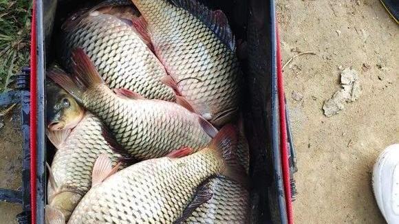 蜂蜜|适合夏天钓鱼的添加剂，便宜好用促开口，甚至你家里就有