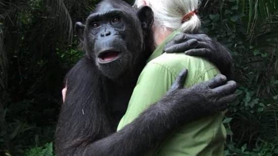 艾滋病起源于黑猩猩，第一个感染艾滋病的人，对猩猩做了什么？
