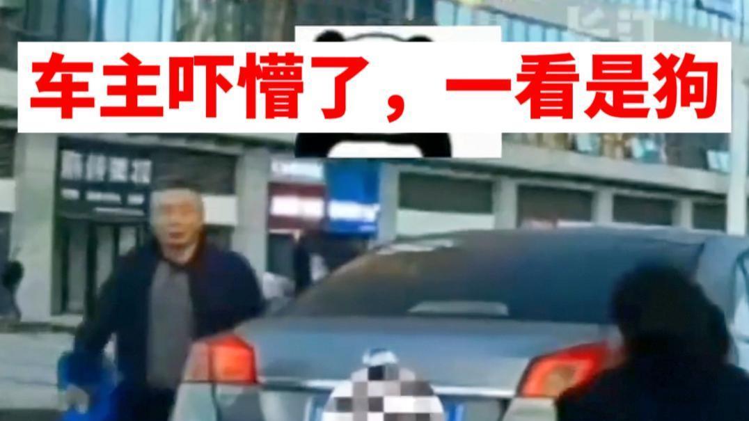 四川：女子遛狗不栓绳过马路，回头发现狗被压，司机被吓懵了