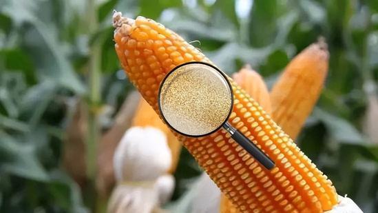 玉米中能提炼出黄金？生物的富集作用，到底隐藏了多少未知？