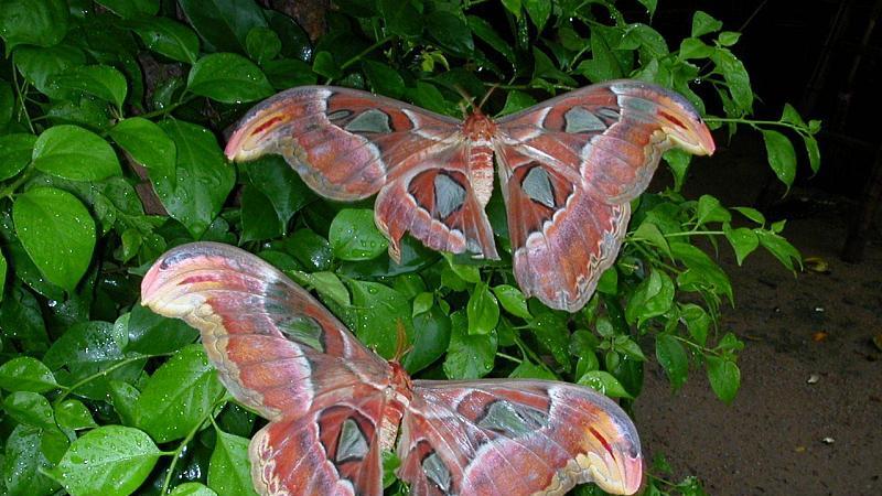 纸包不住的火，一定会烧毁扑上去的飞蛾