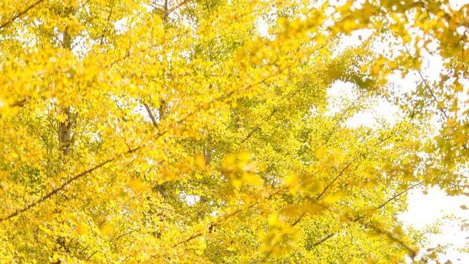 周庄|速来“踏金”！深秋时节的黄河沿岸银杏林太美了