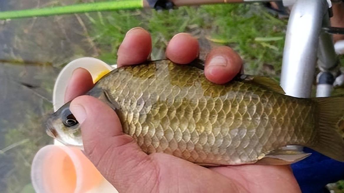 |盘点5种常见鱼钩的特点，以后选鱼钩就简单了