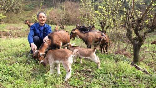 甘肃天水，78岁的老汉马某，院里闯进5只羊，吃了马某的胡萝条后中毒死亡