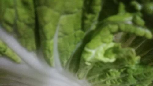 喷洒了甲醛的白菜，有哪些特点？建议了解，可别买错了