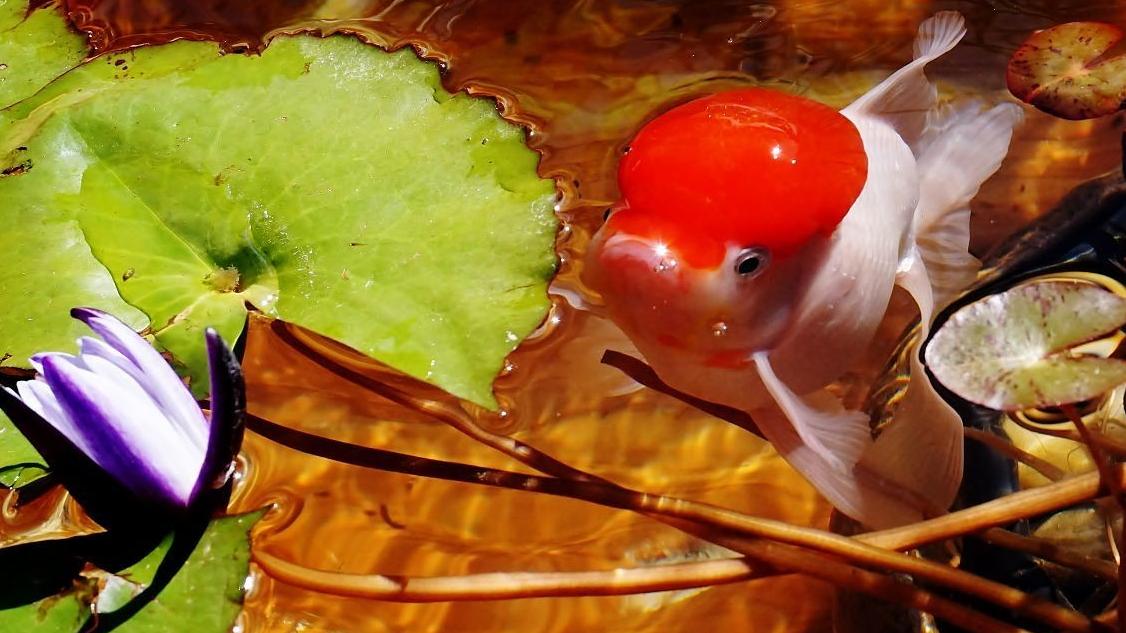 给观赏鱼鱼缸降温的几种方法，送给同样在三伏天养鱼的你