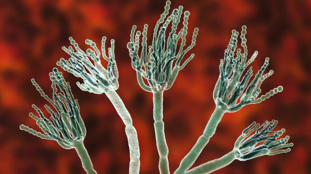 生物圈中的细菌、真菌、病毒等微生物占地面积较大