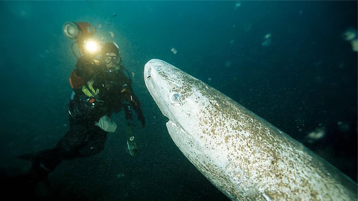 人类发现明朝时期鲨鱼，在深海种流浪512年，它怎么活到现代的？