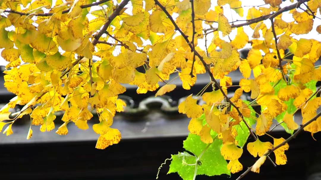 河北|你不来看吗？月坝的银杏叶黄了，这是一年中最后一波秋色！