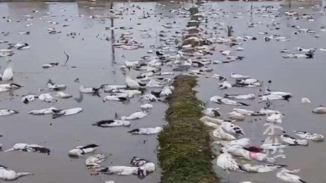 红眼病的人毒死老汉近4000只鸭子，谁为这些家禽的生命负责？