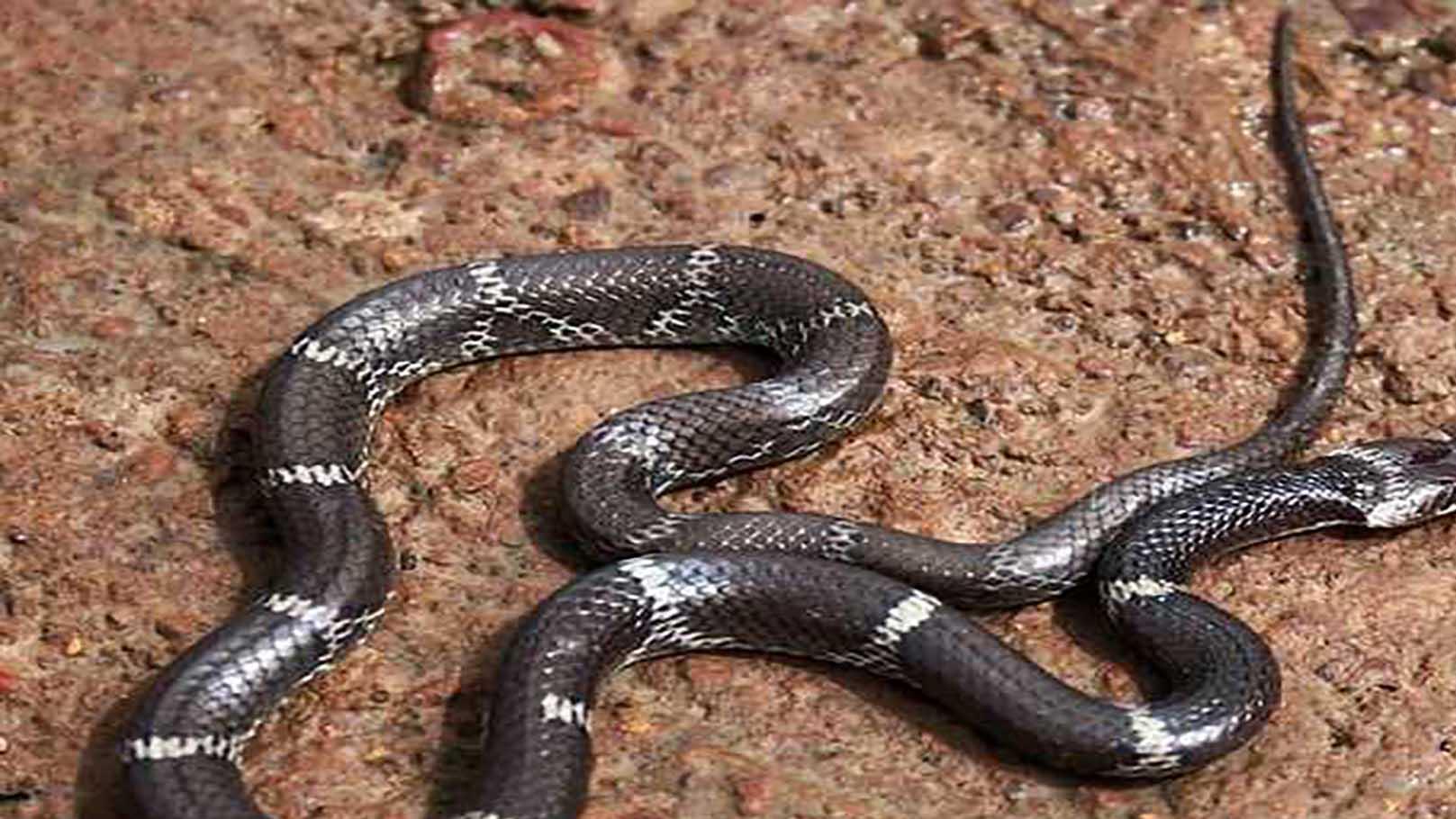 涨知识了！用颜色区分蛇类是否有毒，准确吗？