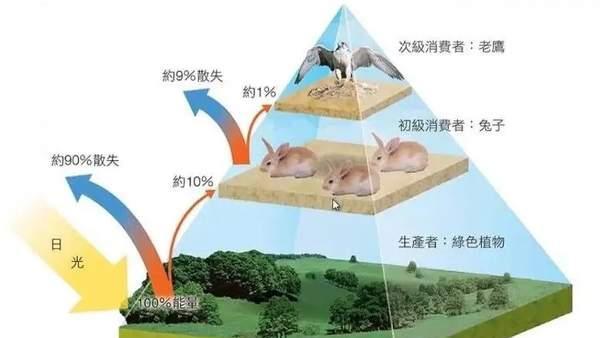 熊猫“吃素”，老虎吃肉，为何老虎的数量比熊猫多？