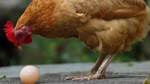 地球上是先有鸡还是先有蛋？原来我们都想错了，科学家找到了答案