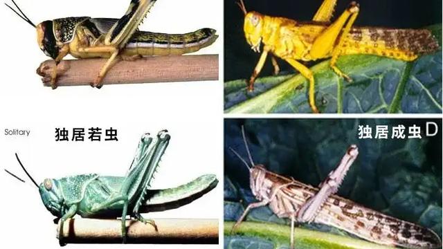 还记得2020年的千亿只蝗虫吗？它们的结局如何？或揭示了人类命运