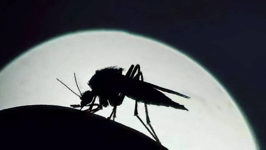 “全面消灭蚊子”的提议是否可行？以如今技术，能否将蚊子灭绝？