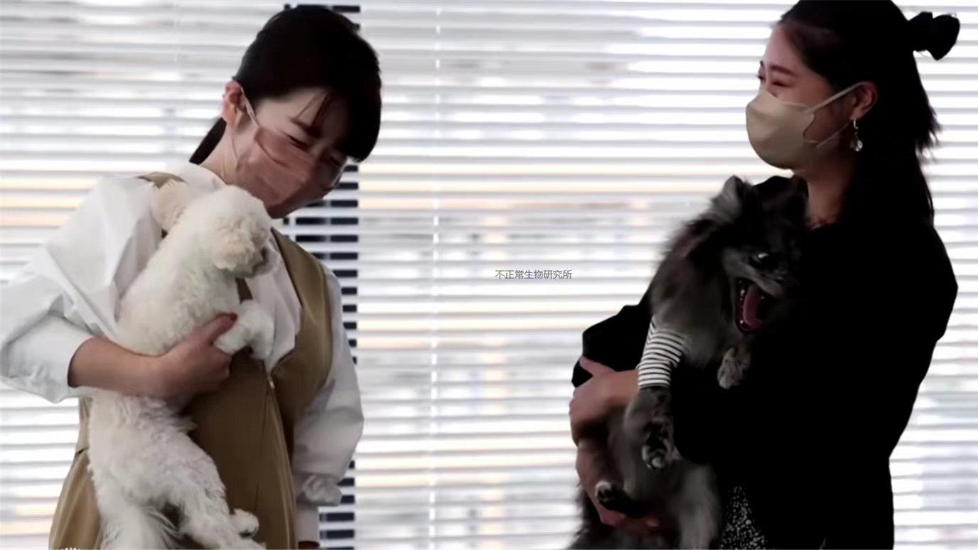 |别人家的公司！日本富士通开设汪星人办公室，鼓励员工带狗上班