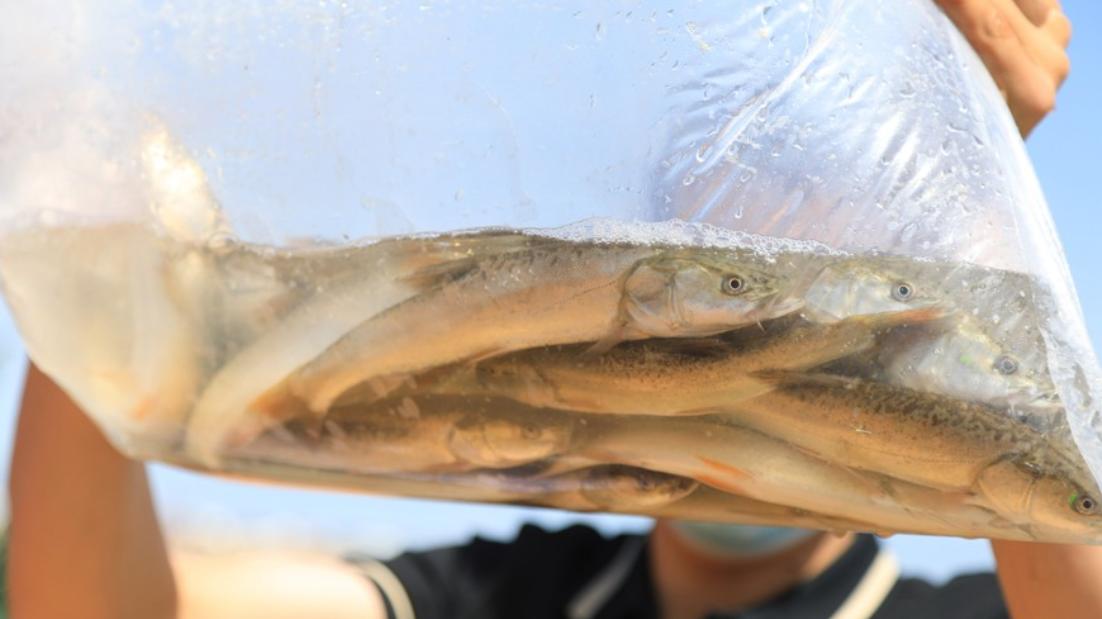 江西|中国特有扁吻鱼可达120斤！放流50万尾，湖里其他鱼够它们吃吗？