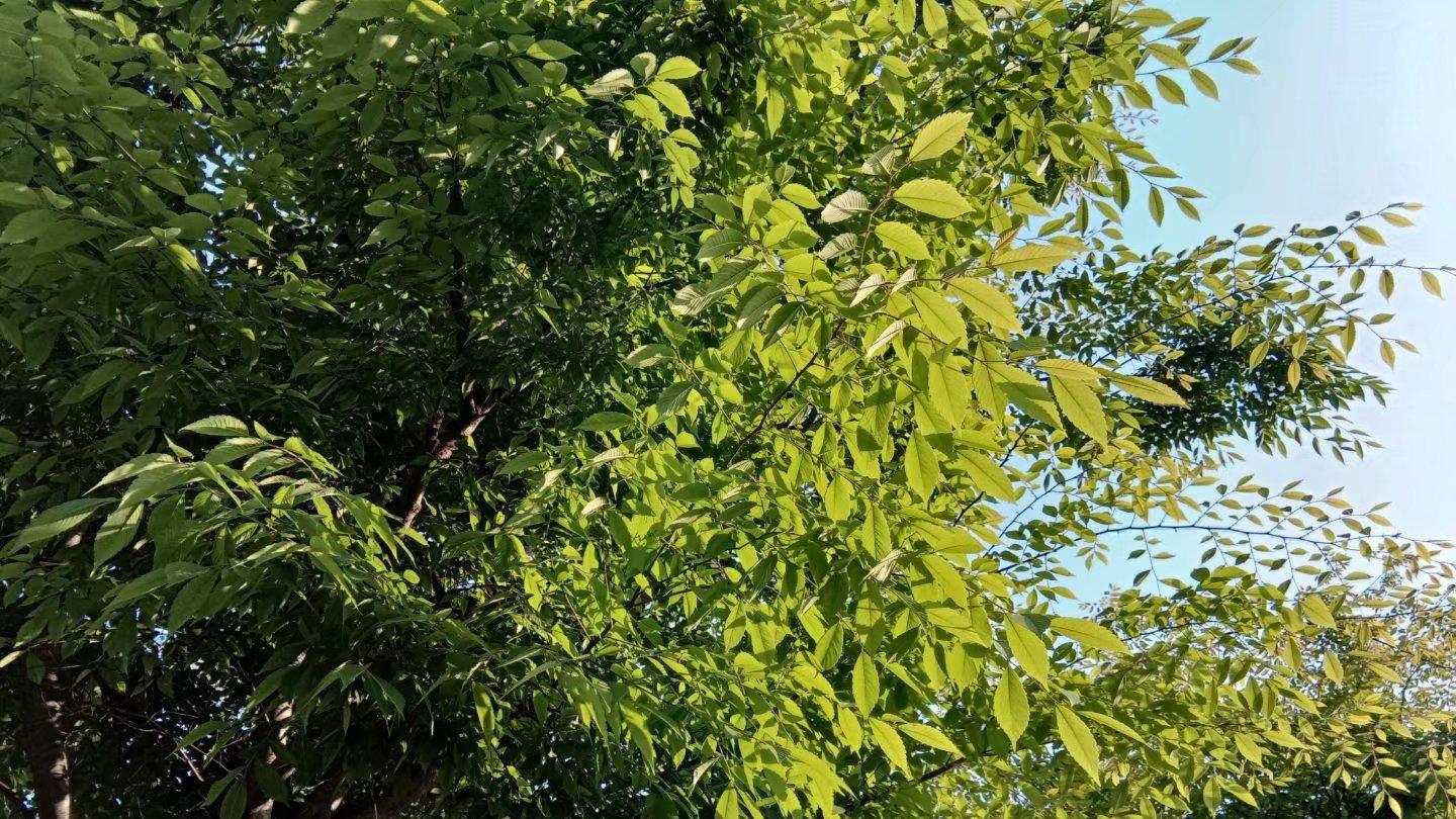 秘书|62岁老头不断招聘女秘书，每个女秘书都怀孕打胎