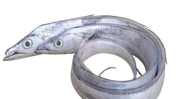 浙江渔民捕获“龙王鱼”，住在深海体长可达6米，传说能感知地震