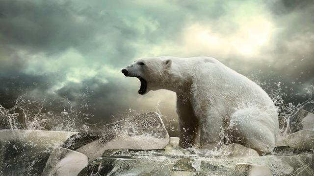 北极熊扔大石头精准地砸晕海象！北极熊也会使用“工具”？