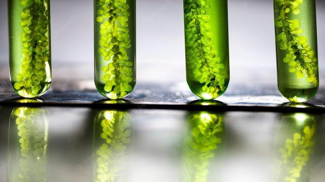 废弃的食用油，可以变成燃料吗？科学家给出了答案
