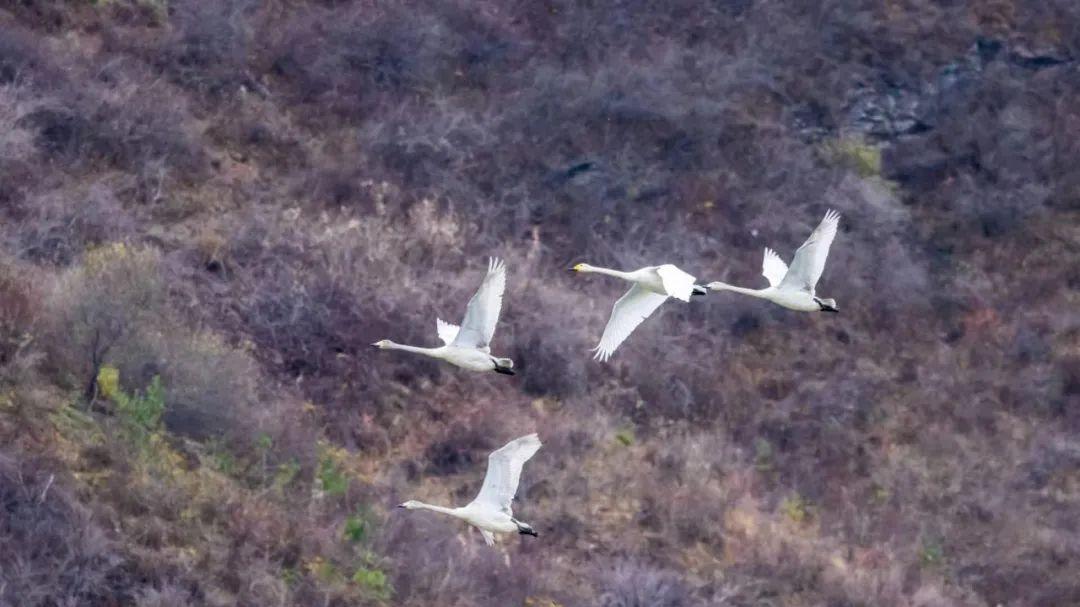 天鹅南归图【铜川摄影师袁小保】