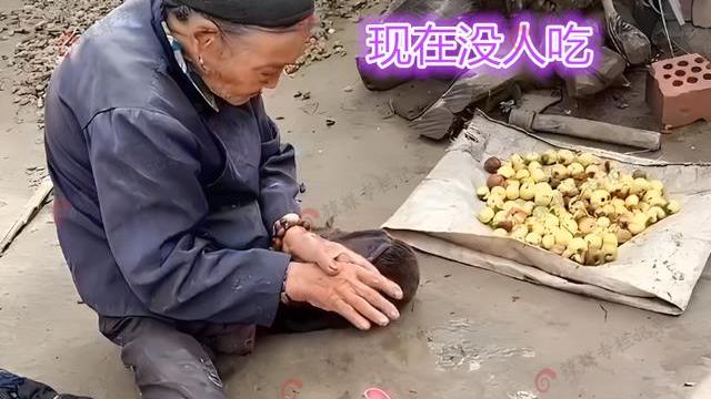 心疼！3个女儿远嫁，90岁老人地上爬行捡枣吃，叹息没小孩偷枣吃