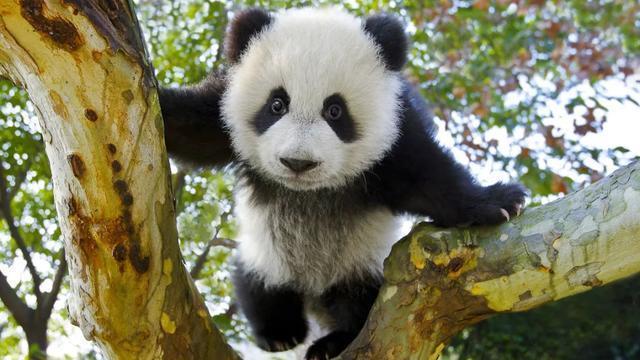 野生大熊猫有无可能自行迁徙到邻国，成为非中国独有物种？