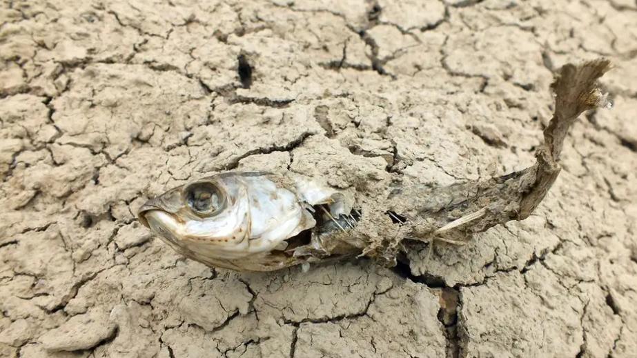 长江|长江有多渴? 七旬老人称从未见过如此旱情, 有关部门: 11月不会好转