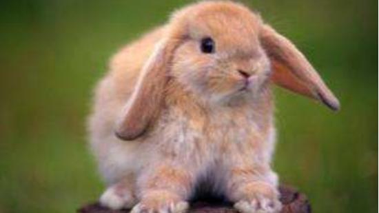 在世界上的动植物当中，为什么白兔的眼睛天生就是红色的？