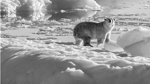 北极熊正在进化？捕猎无需海冰，新技能太强悍了