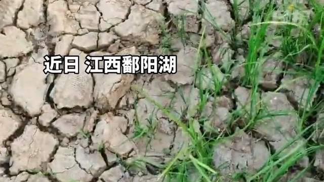 长江干旱：湖北竟发现宣布野外灭绝的长江鲟！野生华南虎还有吗？