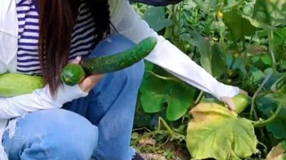 王晓晨|王晓晨蹲大棚里摘菜！大口撸串，网友喊话张翰道歉