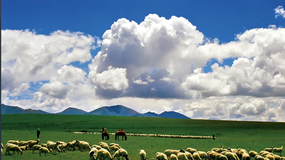 草原|7月，祁连草原上牧民转场，演绎与自然的和谐共生法则！