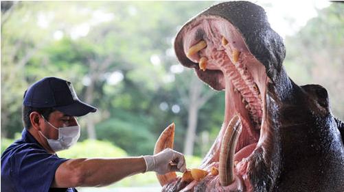 河马的粪便有多恐怖？每天拉9吨粪便，河里的鱼全被“熏”死